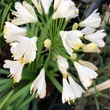 Kép 1/5 - Agapanthus 'Blanche' – Szerelemvirág