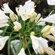 Kép 4/5 - Agapanthus 'Blanche' – Szerelemvirág
