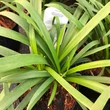 Kép 2/5 - Agapanthus 'Blanche' – Szerelemvirág