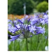 Kép 3/4 - Agapanthus 'Dr Brouwer' – Szerelemvirág