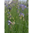 Kép 2/4 - Agapanthus 'Dr Brouwer' – Szerelemvirág