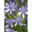 Kép 1/4 - Agapanthus 'Dr Brouwer' – Szerelemvirág