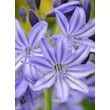 Kép 4/4 - Agapanthus 'Dr Brouwer' – Szerelemvirág