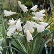 Kép 2/2 - Agapanthus 'Ever White'® – Szerelemvirág