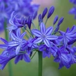 Kép 1/3 - Agapanthus 'Northern Star' - Szerelemvirág (kék)