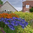 Kép 2/3 - Agapanthus 'Northern Star' - Szerelemvirág (kék)