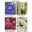 Kép 3/3 - Agapanthus 'Northern Star' - Szerelemvirág (kék)