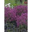 Kép 4/4 - Agastache 'Rosie Posie' – Izsópfű