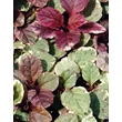 Kép 1/2 - Ajuga reptans 'Burgundy Glow' - Indás ínfű