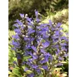 Kép 1/2 - Ajuga reptans 'Dixie Chip' – Indás ínfű