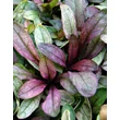 Kép 2/2 - Ajuga reptans 'Dixie Chip' – Indás ínfű