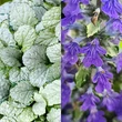 Kép 5/5 - Ajuga reptans 'Princess Elsa'® – Indás ínfű képek rendelés vásárlás a Megyeri Szabolcs Kertészeti webáruházban