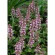 Kép 2/3 - Ajuga reptans 'Rosea' – Indás ínfű
