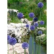 Kép 2/4 - Allium caeruleum – Azúrkék díszhagyma