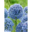 Kép 4/4 - Allium caeruleum – Azúrkék díszhagyma