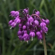 Kép 1/2 - Allium cernuum 'Hidcote' – Díszhagyma