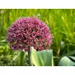 Kép 2/4 - Allium 'Ostara' - Díszhagyma képek rendelés vásárlás a Megyeri Szabolcs Kertészeti webáruházban