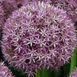 Kép 1/2 - Allium 'Pinball Wizard' – Díszhagyma