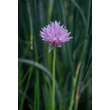 Kép 3/3 - Allium schoenoprasum - Metélőhagyma