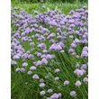 Kép 1/3 - Allium schoenoprasum - Metélőhagyma