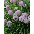 Kép 1/2 - Allium senescens - Díszhagyma