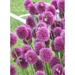 Kép 4/4 - Allium sphaerocephalon - Bunkós díszhagyma