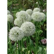 Kép 1/2 - Allium stipitatum 'Mount Everest' - Termetes díszhagyma