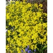 Kép 1/4 - Alyssum saxatile 'Summit' (Aurinia saxatilis) - Szirti ternye