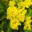 Kép 3/4 - Alyssum saxatile 'Summit' (Aurinia saxatilis) - Szirti ternye