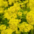 Kép 4/4 - Alyssum saxatile 'Summit' (Aurinia saxatilis) - Szirti ternye