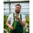 Kép 2/2 -  Amsonia 'Blue Ice' - Amson virág Megyeri Szabolcs rendelés