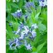 Kép 1/2 - Amsonia 'Blue Ice' - Amson virág