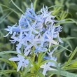 Kép 1/2 - Amsonia 'Ernst Pagels' – Amson-virág