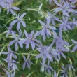 Kép 2/2 - Amsonia 'Ernst Pagels' – Amson-virág