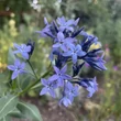 Kép 2/3 - Amsonia tabernaemontana – Széleslevelű csillagmeténg, Amson-virág