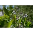 Kép 3/5 - Amsonia tabernaemontana var. salicifolia – Fűzlevelű csillagmeténg