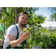 Kép 2/5 - Amsonia tabernaemontana var. salicifolia – Fűzlevelű csillagmeténg