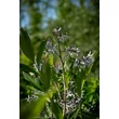 Kép 4/5 - Amsonia tabernaemontana var. salicifolia – Fűzlevelű csillagmeténg