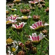 Kép 4/5 - Anacyclus pyrethrum depressus - Hamvas törpemargitvirág