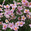 Kép 1/2 - Anemone hupehensis 'Rose Shades' – Őszi szellőrózsa, kínai szellőrózsa
