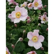 Kép 1/2 - Anemone hupehensis 'Ouvertüre' – Őszi szellőrózsa; kínai szellőrózsa
