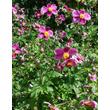 Kép 2/5 - Anemone hupehensis 'Praecox' – Őszi szellőrózsa, kínai szellőrózsa állomány
