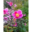 Kép 3/5 - Anemone hupehensis 'Praecox' – Őszi szellőrózsa, kínai szellőrózsa habitus