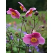 Kép 4/5 - Anemone hupehensis 'Praecox' – Őszi szellőrózsa, kínai szellőrózsa virágzat