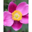 Anemone hupehensis 'Praecox' – Őszi szellőrózsa, kínai szellőrózsa virág