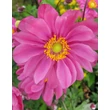 Kép 1/2 - Anemone hupehensis 'Prinz Heinrich' – Őszi szellőrózsa, kínai szellőrózsa