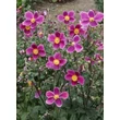 Kép 2/3 - Anemone hupehensis 'Splendens' – Kínai szellőrózsa