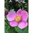 Kép 1/3 - Anemone hupehensis 'Splendens' – Kínai szellőrózsa