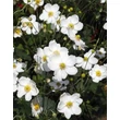 Kép 1/5 - Anemone x hybrida 'Honorine Jobert' – Hibrid szellőrózsa