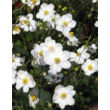 Kép 1/5 - Anemone × hybrida 'Honorine Jobert' - Fehér szellőrózsa